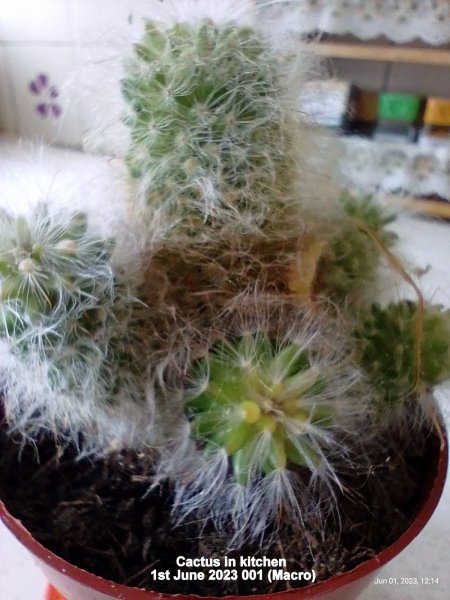 Cactus in kitchen 1st June 2023 001 (Macro).jpg