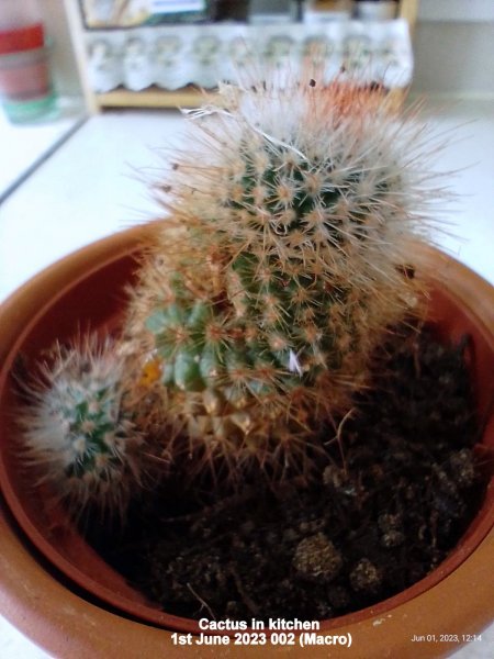 Cactus in kitchen 1st June 2023 002 (Macro).jpg