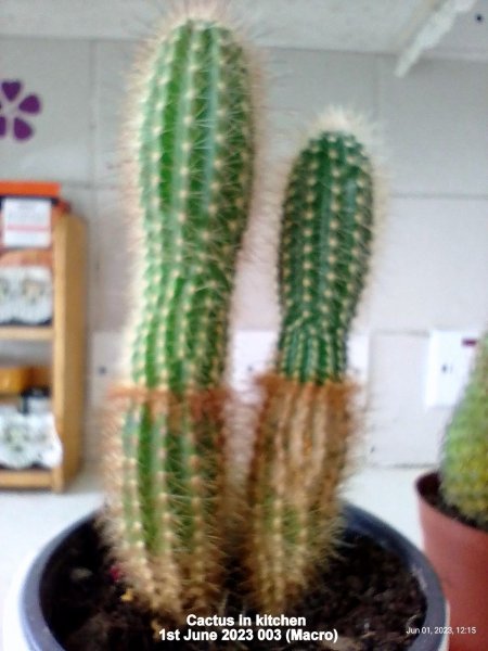 Cactus in kitchen 1st June 2023 003 (Macro).jpg