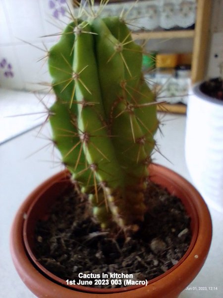 Cactus in kitchen 1st June 2023 003 (Macro)#.jpg