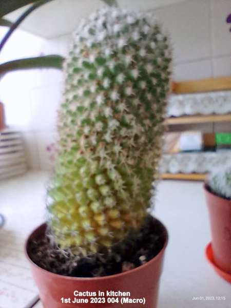 Cactus in kitchen 1st June 2023 004 (Macro).jpg