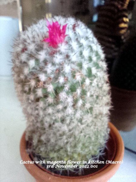 Cactus with magenta flower in kitchen 3rd (Macro) November 2022 001.jpg