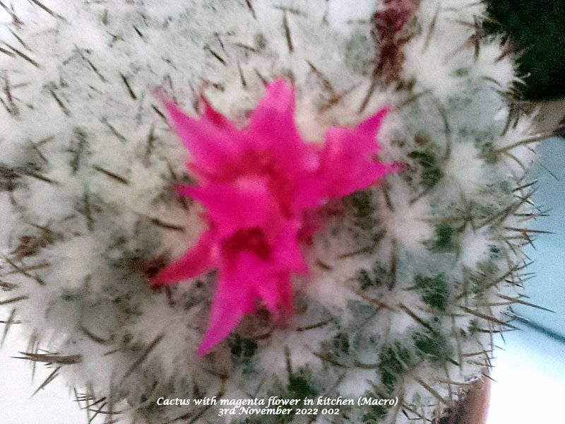 Cactus with magenta flower in kitchen (Macro) 3rd November 2022 002.jpg