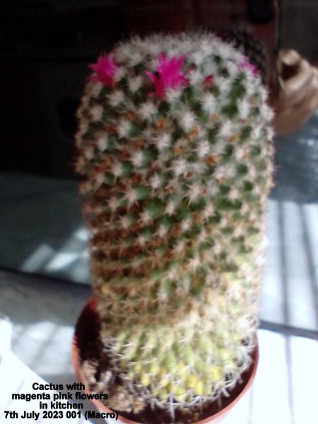 Cactus with magenta pink flowers in kitchen 7th July 2023 001 (Macro).jpg