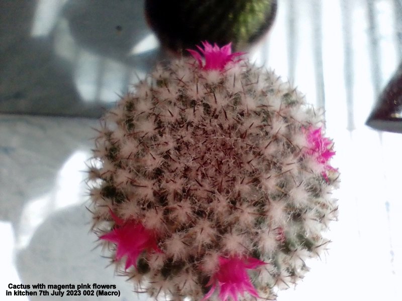 Cactus with magenta pink flowers in kitchen 7th July 2023 002 (Macro).jpg