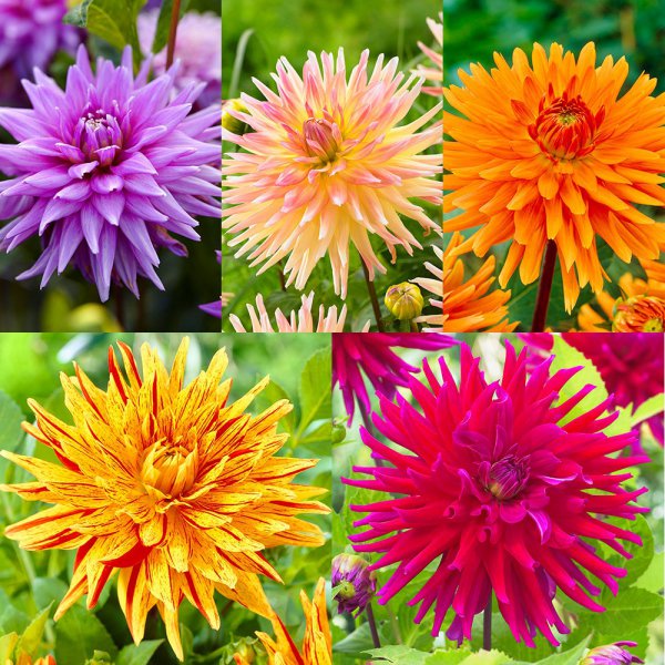 cactus_dahlia_collection_1.jpg