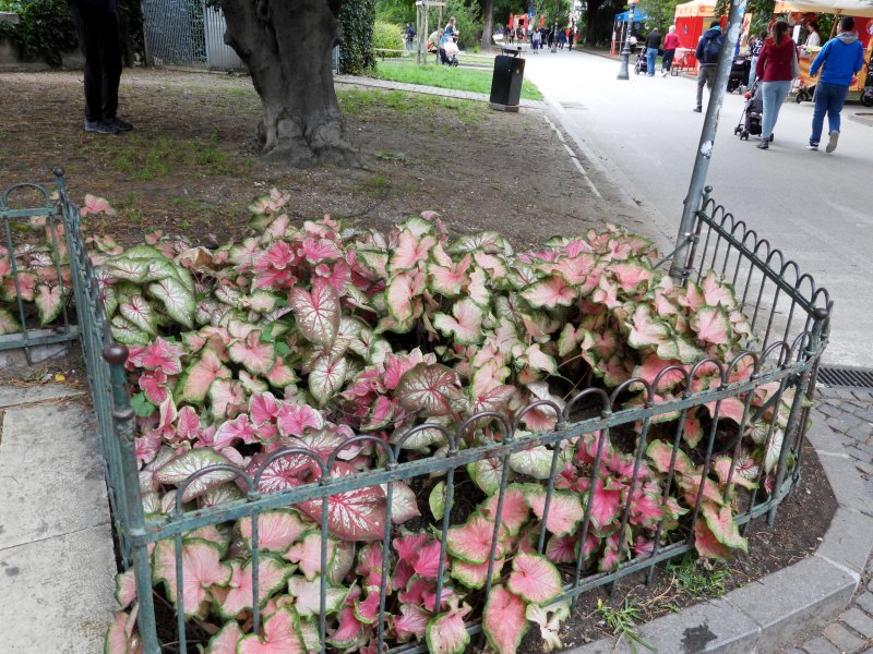 Caladium- bozano.JPG