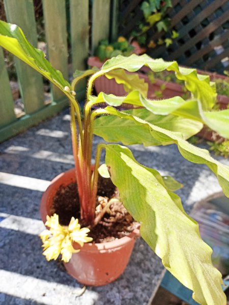 Calathea rufibarba1 .jpg