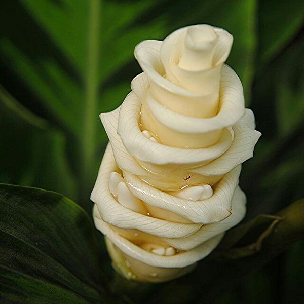 (Calathea warscewiczii).jpg