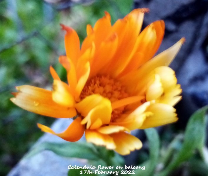 Calendula flower on balcony 17th February 2022.jpg