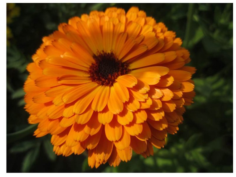 Calendula Indian Prince.jpg