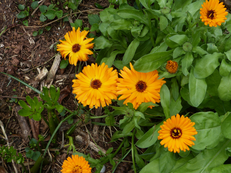 Calendula.JPG