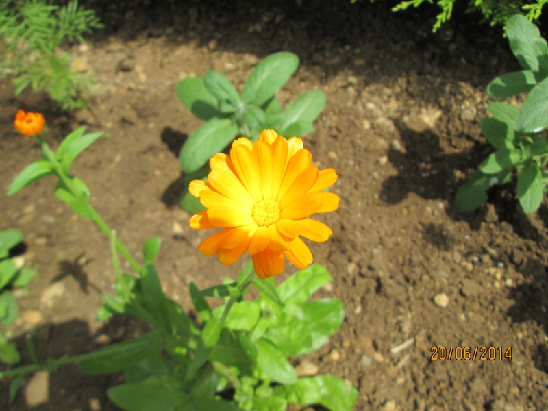 calendulajune.jpg