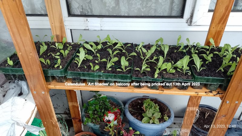 Calendulas  'Art Shades' on balcony after being pricked out 13th April 2023.jpg