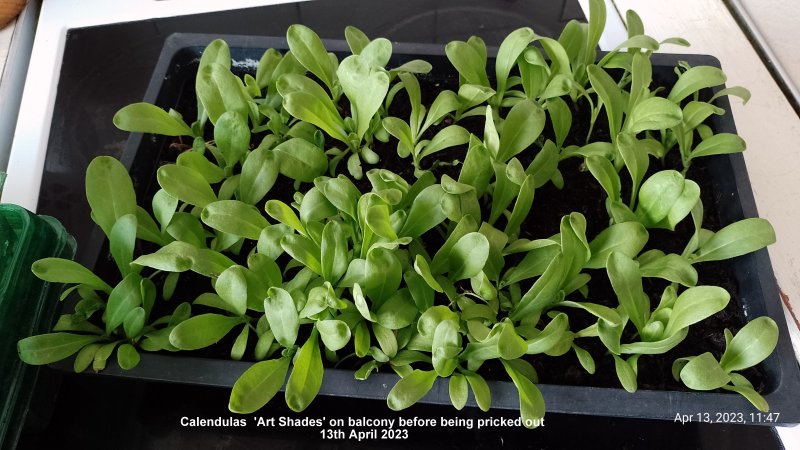 Calendulas  'Art Shades' on balcony before being pricked out 13th April 2023.jpg