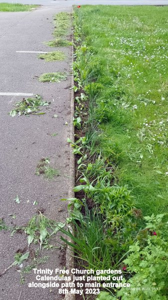 Calendulas just planted out 8th May 2023.jpg