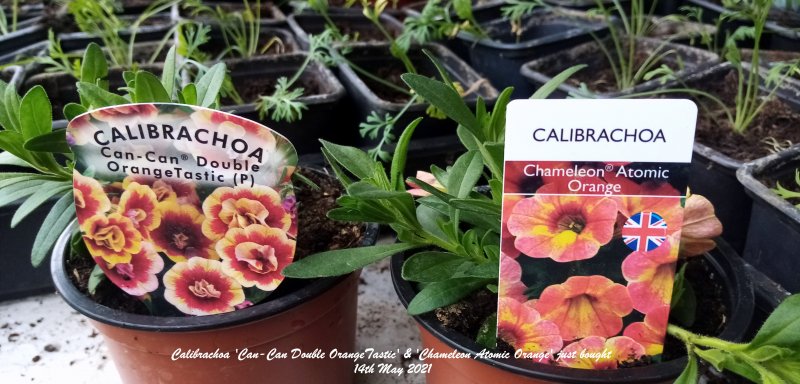 Calibrachoa 'Can-Can Double OrangeTastic' & 'Chameleon Atomic Orange' just bought 14th May 2021.jpg