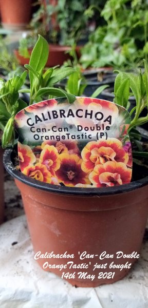 Calibrachoa 'Can-Can Double OrangeTastic' just bought 14th May 2021.jpg