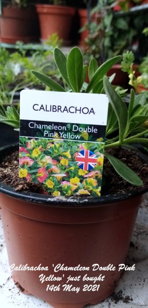 Calibrachoa 'Chameleon Double Pink Yellow' just bought 14th May 2021.jpg