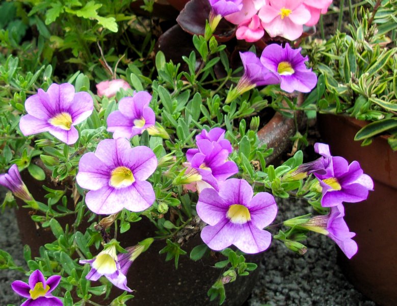 Calibrachoa.JPG