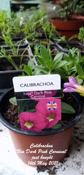 Calibrachoa 'Noa Dark Pink Carnival' just bought 14th May 2021.jpg