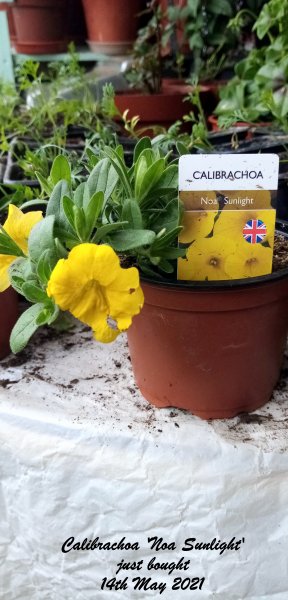 Calibrachoa 'Noa Sunlight' just bought 14th May 2021.jpg