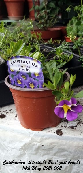 Calibrachoa 'Starlight Blue' just bought 14th May 2021 002.jpg