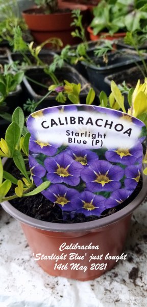 Calibrachoa 'Starlight Blue' just bought 14th May 2021.jpg