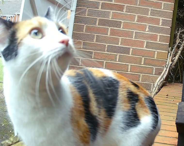 Calico cat.jpg