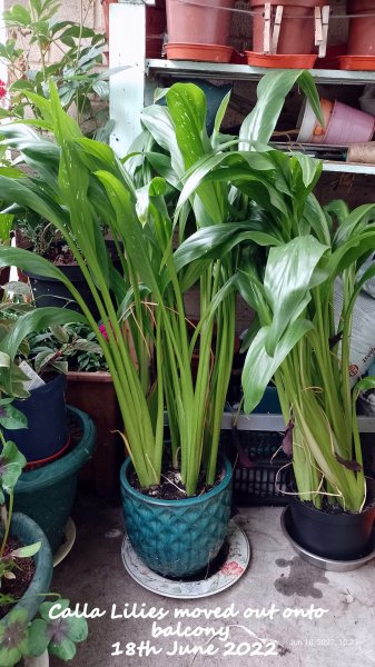 Calla Lilies moved out onto balcony 18th June 2022.jpg