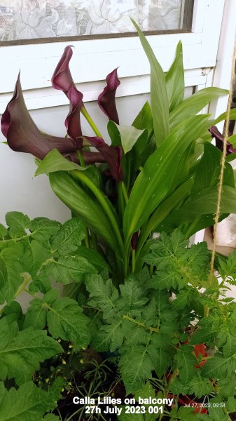 Calla Lilies on balcony 27th July 2023 001.jpg