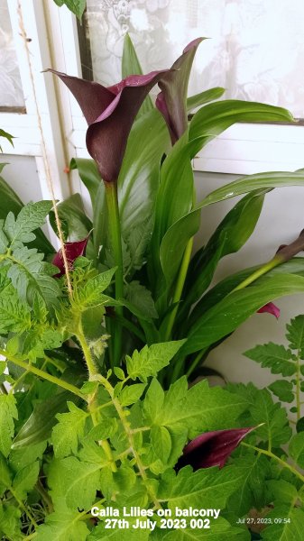 Calla Lilies on balcony 27th July 2023 002.jpg