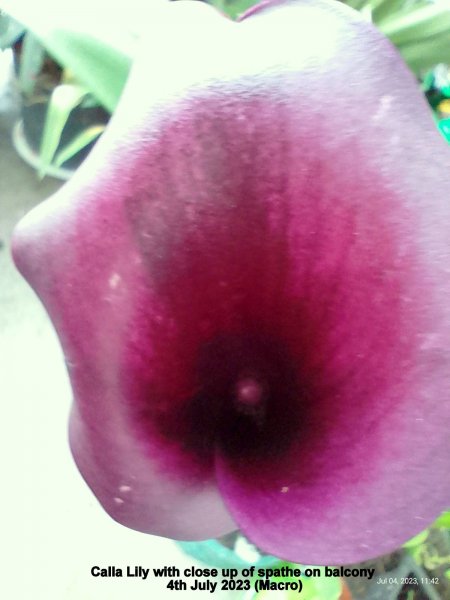 Calla Lily with close up of spathe on balcony 4th July 2023 (Macro).jpg