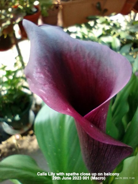 Calla Lily with spathe close up on balcony 29th June 2023 001 (Macro).jpg