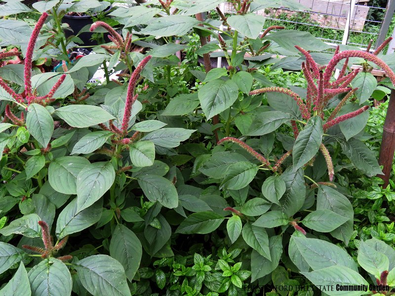 callaloo_amaranth_01.jpg