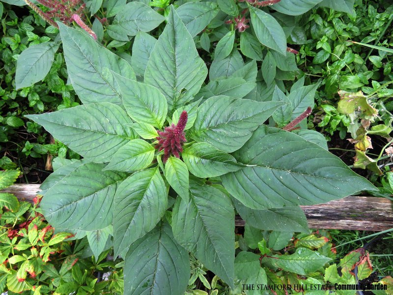 callaloo_amaranth_02.jpg