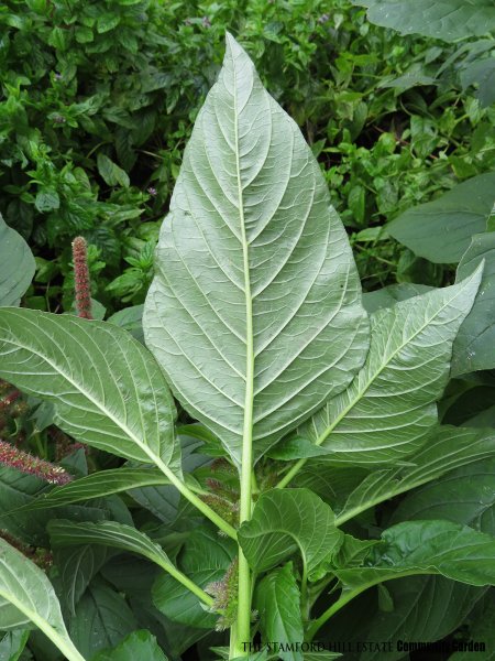 callaloo_amaranth_03.jpg