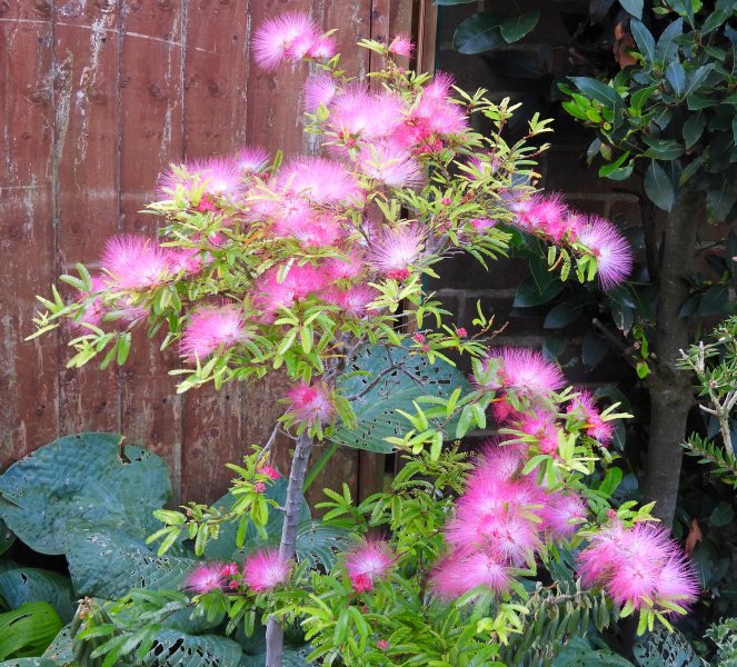 calliandra 2.JPG