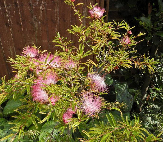 Calliandra s.JPG