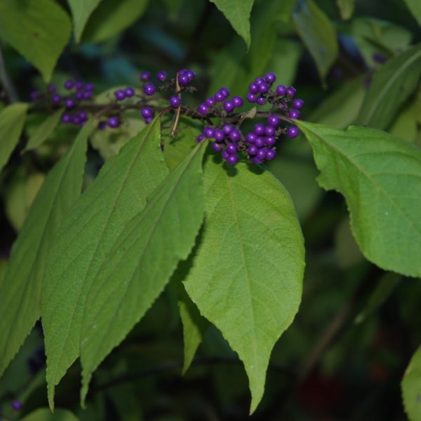 callicarpa-bodinieri.jpg