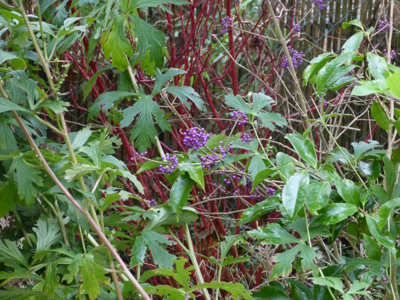 Callicarpa giraldii profusion.JPG