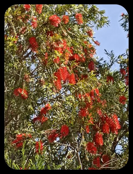 Callistemon 1 28 Mar 23.jpg