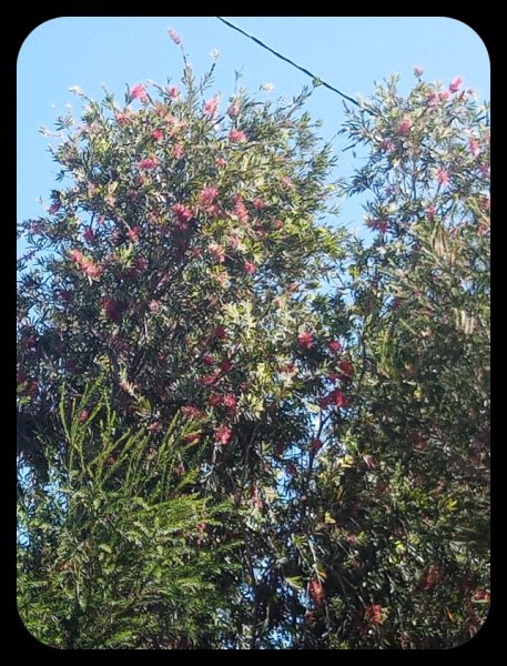 Callistemon 12 May 23.jpg