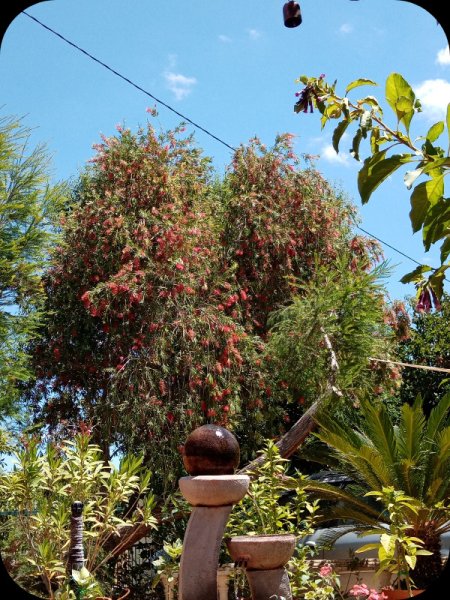 Callistemon 18 May 24.jpg