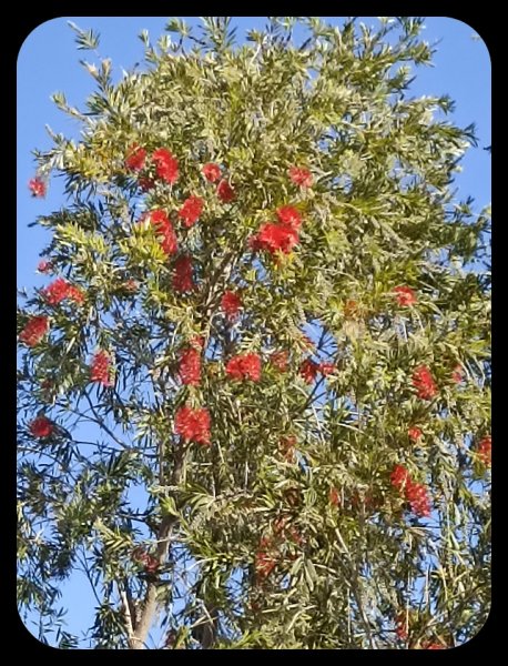 Callistemon 2 Mae 23.jpg