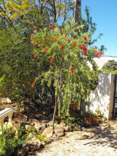 Callistemon 2012.jpg