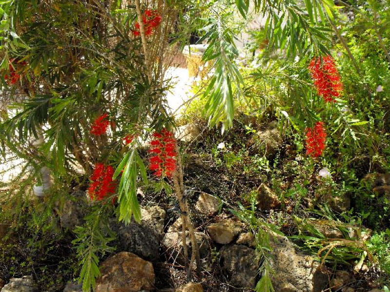 Callistemon 25 Apr 09.jpg