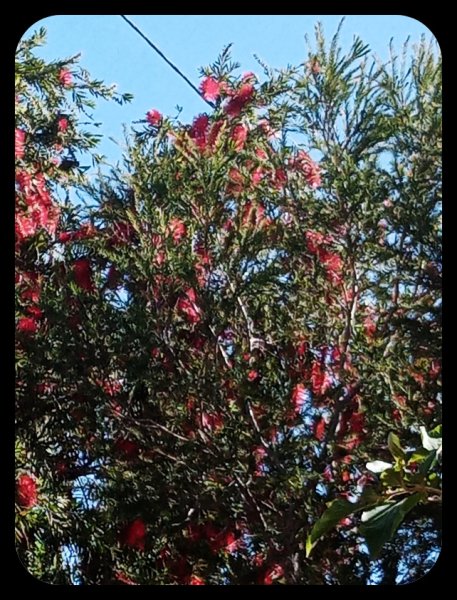 Callistemon 30 Mar 23.jpg