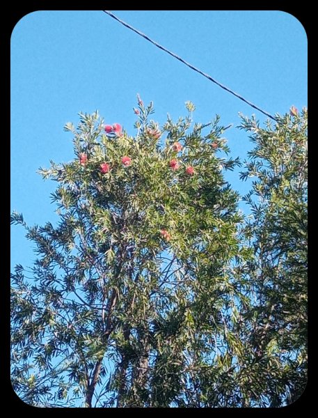 Callistemon 5 Nov 22.jpg