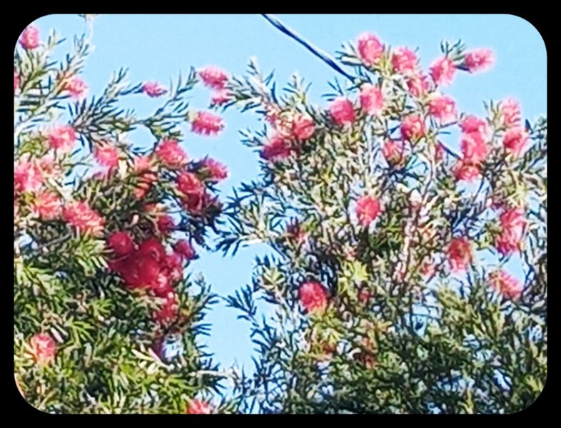 Callistemon Bird 12 Nov 22.jpg